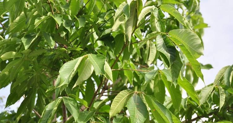七叶树是什么植物？它的生长环境和特点是什么？