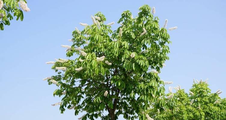 七叶树是什么植物？它的生长环境和特点是什么？