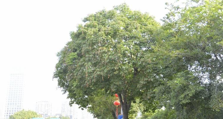 七叶树是什么植物？它的生长环境和特点是什么？