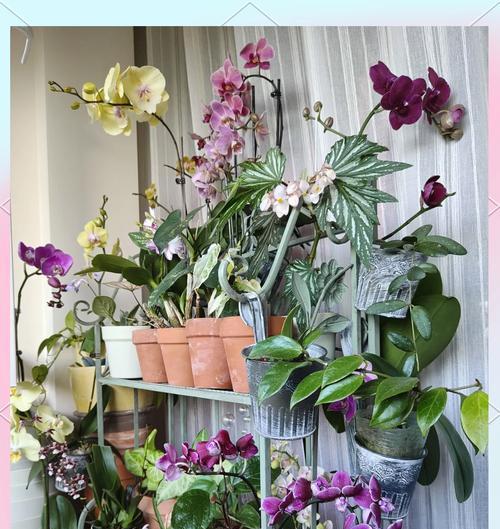 阳台鱼花植物怎么养？有哪些注意事项？