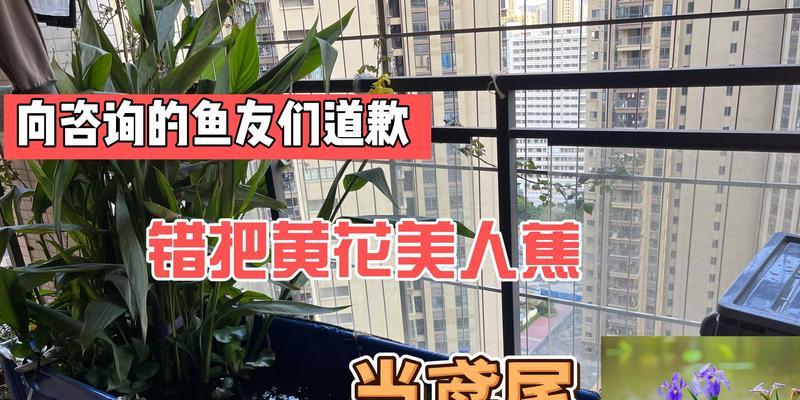 阳台鱼花植物怎么养？有哪些注意事项？