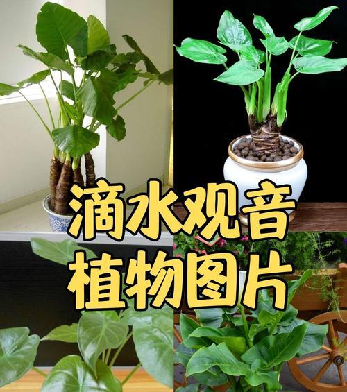 “水稻田里的老蔡”代表了什么？