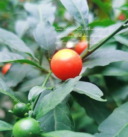 珊瑚明珠植物的特点是什么？它们适合在哪些环境中生长？