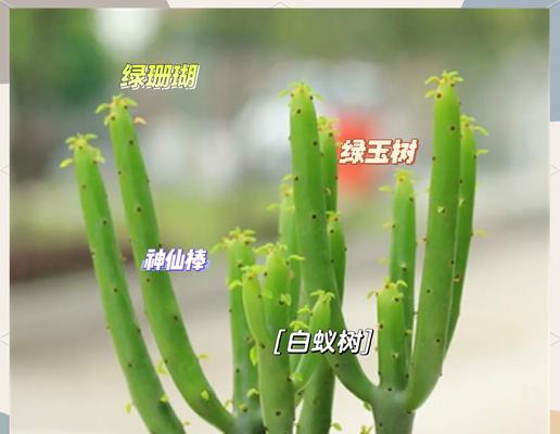 珊瑚明珠植物的特点是什么？它们适合在哪些环境中生长？