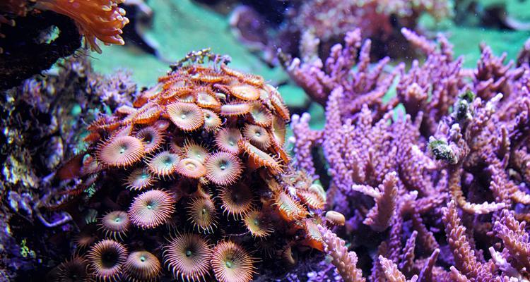 珊瑚明珠植物的特点是什么？它们适合在哪些环境中生长？