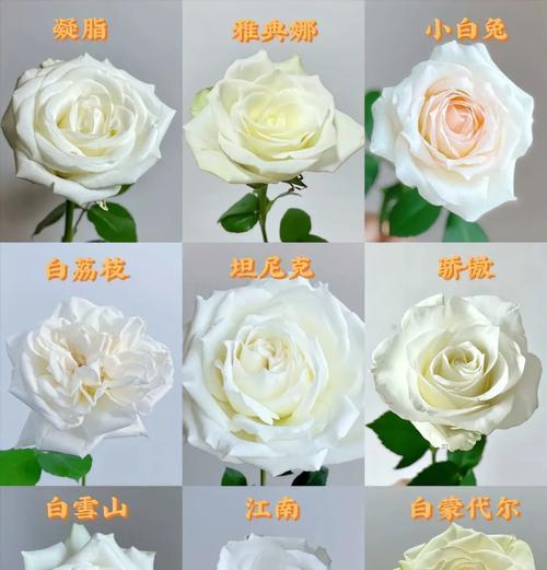茉莉花与白玫瑰相似之处是什么？各自花语有何不同？