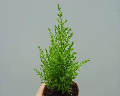 香味浓郁的花卉推荐有哪些？哪些花卉适合室内种植？