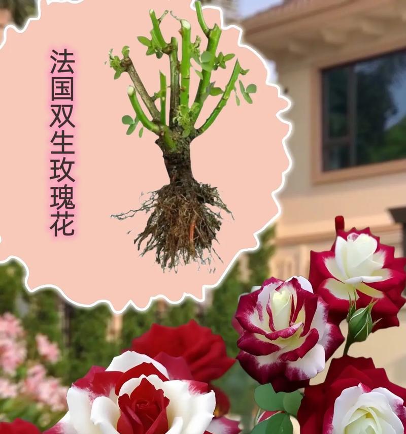 火玫瑰花在男性友谊中象征着什么？