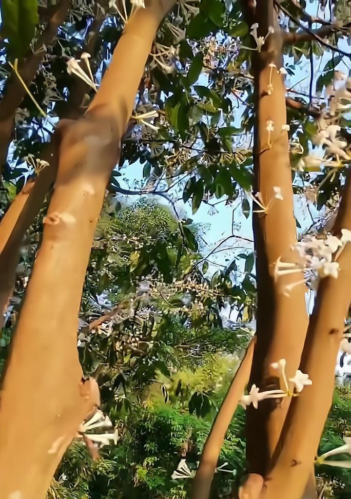 皇冠植物怎么养护？它们的生长环境需求是什么？