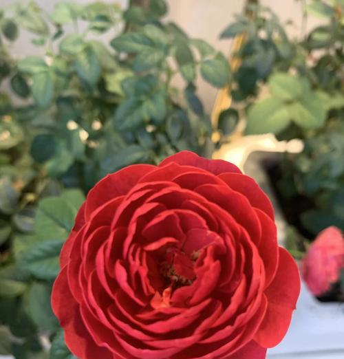 小王花卉种植需要什么样的环境？环境对花卉生长的影响如何？