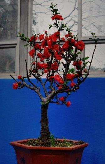 小王花卉种植需要什么样的环境？环境对花卉生长的影响如何？