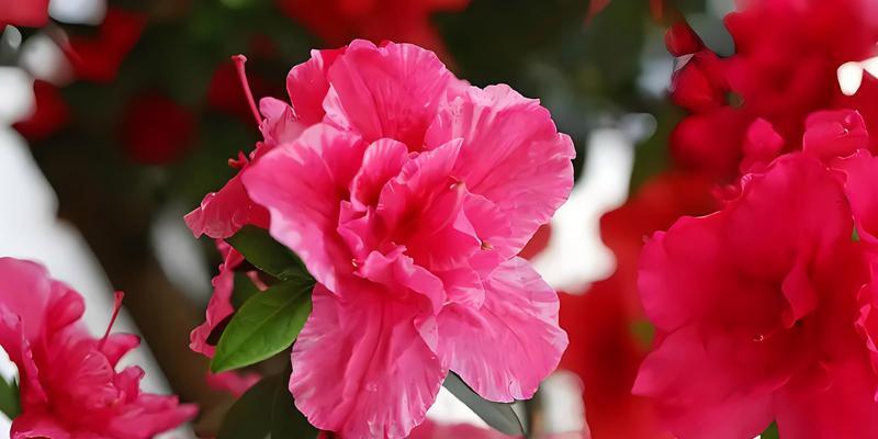 小王花卉种植需要什么样的环境？环境对花卉生长的影响如何？