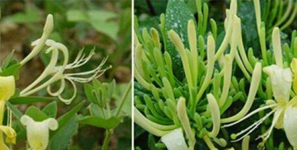 放牛娃通常种植哪些花卉？它们有何特别之处？