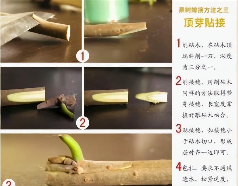 植物顶芽变白原因有哪些？如何进行有效的防治？