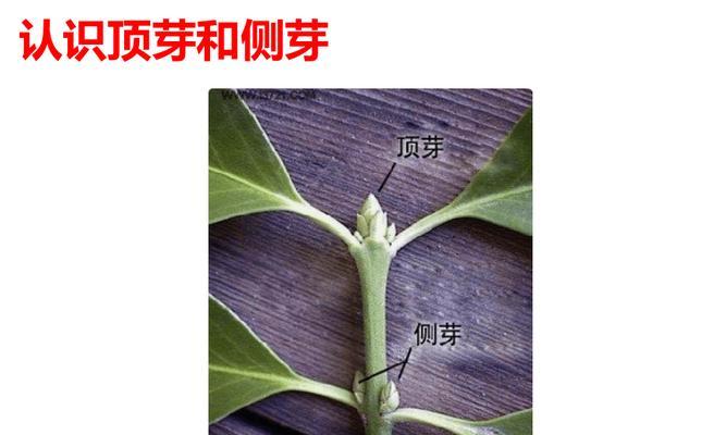 植物顶芽变白原因有哪些？如何进行有效的防治？