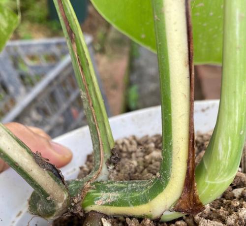 植物顶芽变白原因有哪些？如何进行有效的防治？