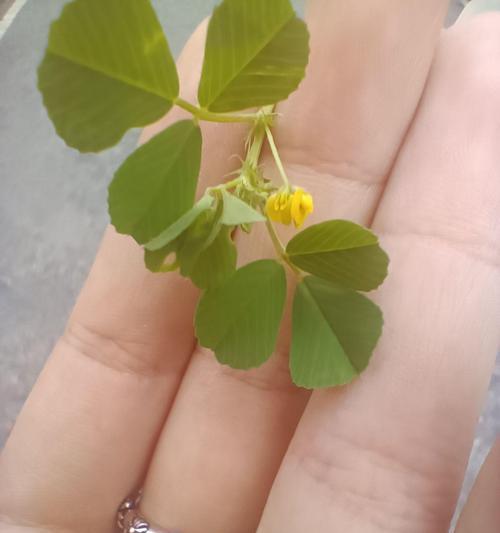 春天植物生长有哪些独特之处？