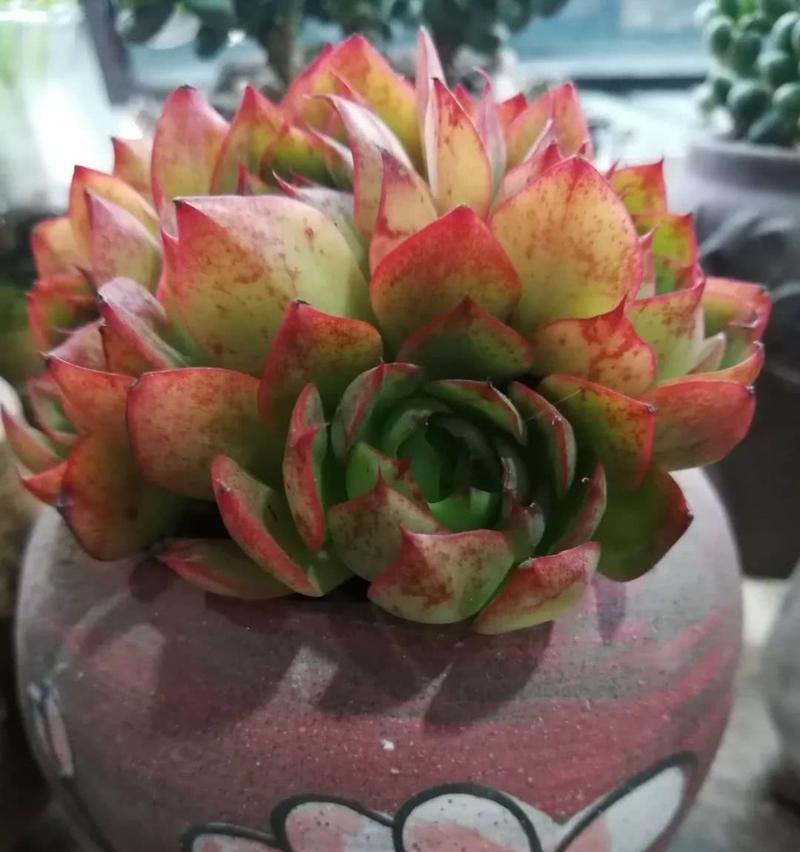 植物公主服饰如何介绍？有哪些特点和风格？