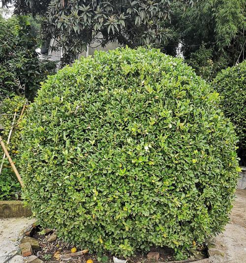 资阳常见植物有哪些？如何在本地环境中照料它们？