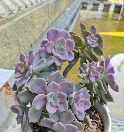 资阳常见植物有哪些？如何在本地环境中照料它们？