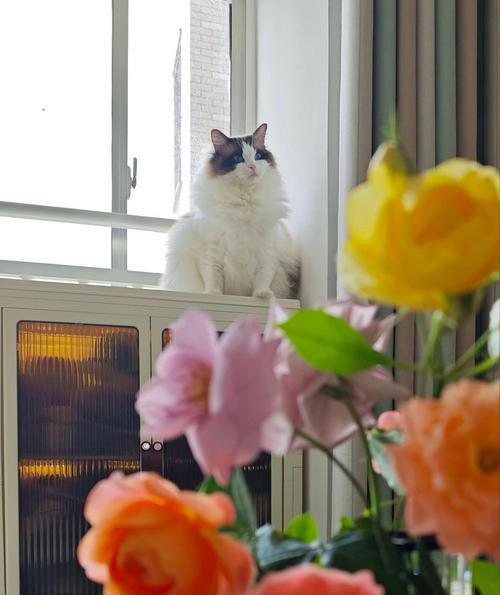 养猫家庭适合种植哪些大型花卉植物？如何确保安全？