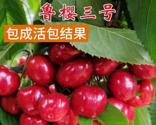 嫁接樱桃树叶子不旺的解决方法是什么？