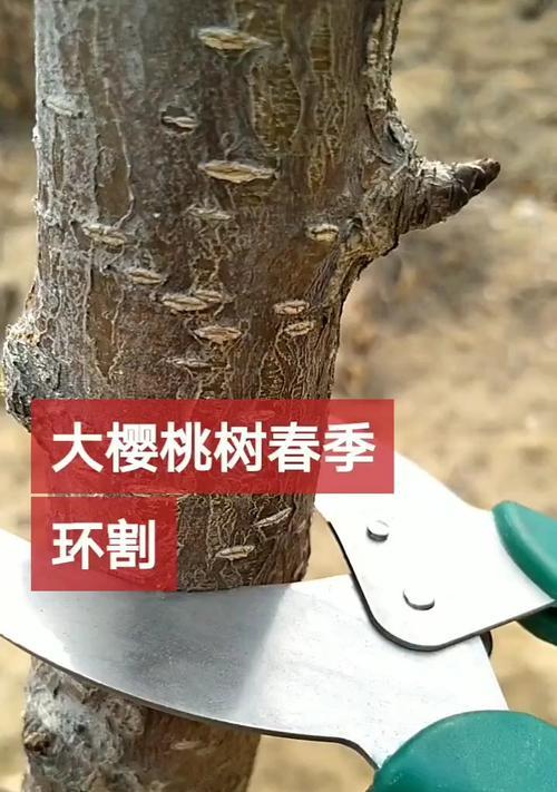 嫁接樱桃树叶子不旺的解决方法是什么？