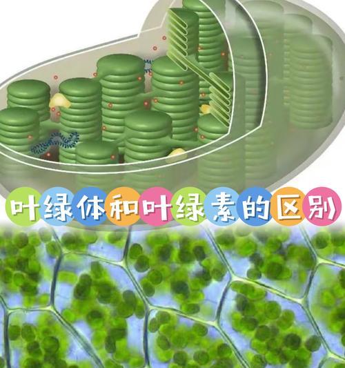 植物的植物体有哪些？它们的生长环境有何要求？