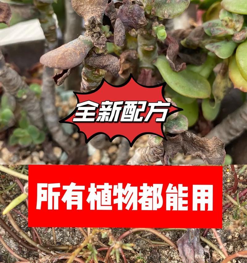 花卉常见的病虫害有哪些？如何防治这些病虫害？