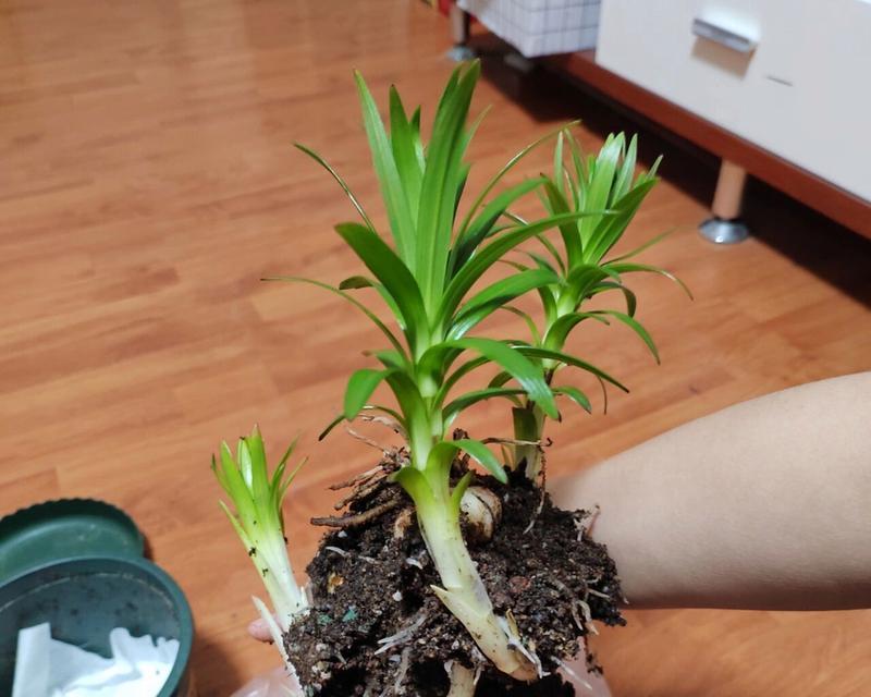 百合长出的种子属于哪种植物？它有何特性？