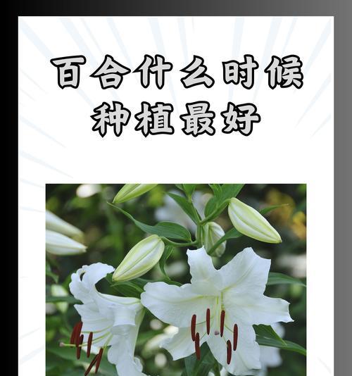 百合长出的种子属于哪种植物？它有何特性？