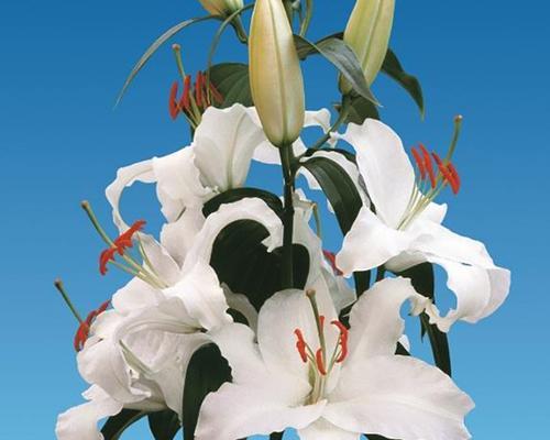百合长出的种子属于哪种植物？它有何特性？