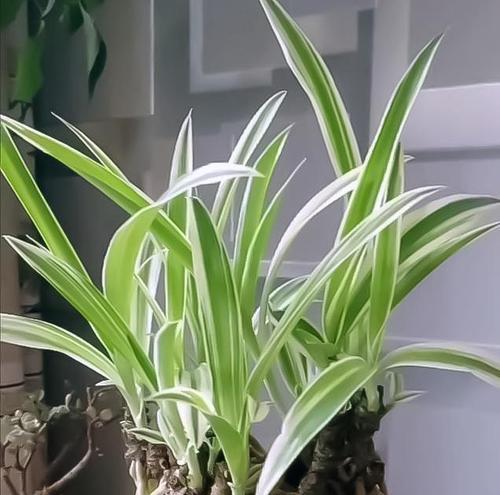 盆栽大件植物包括哪些？它们的养护要点是什么？