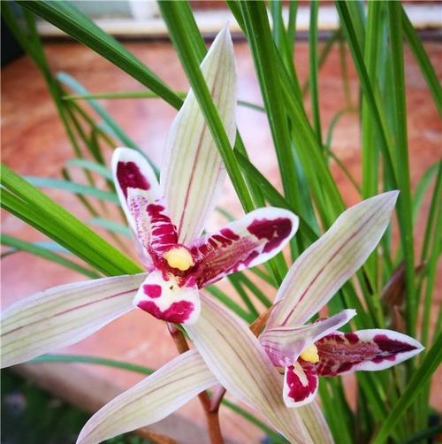 兰花花语是什么？兰花象征着哪些品质？