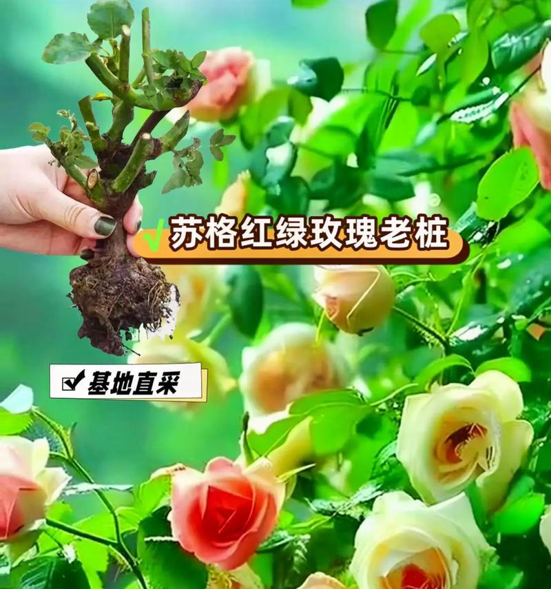 喜欢玫瑰花有何深层含义？为何有人偏爱玫瑰？