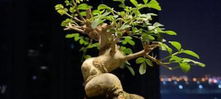 白蜡老桩植物怎么养护？养护过程中应注意什么？