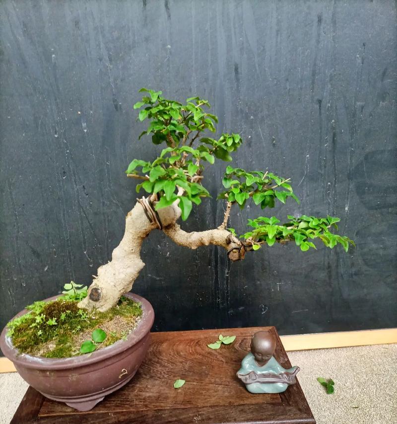 白蜡老桩植物怎么养护？养护过程中应注意什么？