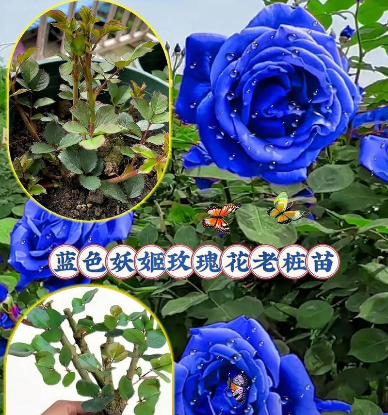 浅蓝色玫瑰花的寓意是什么？它传递了怎样的情感？