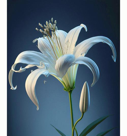 最爱的百合鲜花代表什么？花语有哪些？