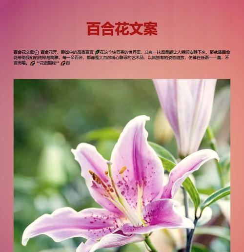 最爱的百合鲜花代表什么？花语有哪些？