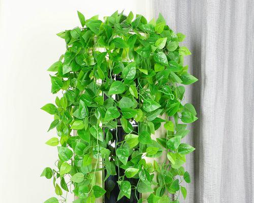 空调屋放什么植物？它们的适应性和好处是什么？