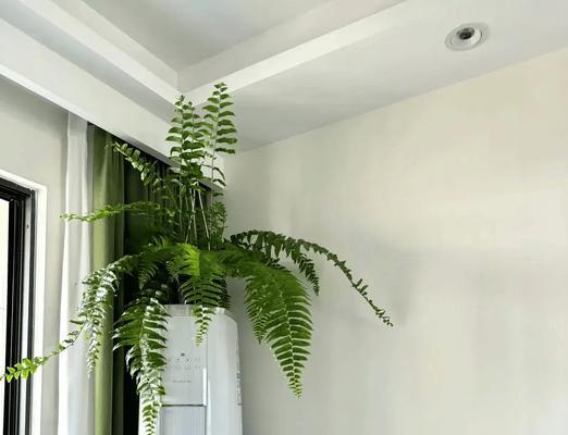 空调屋放什么植物？它们的适应性和好处是什么？