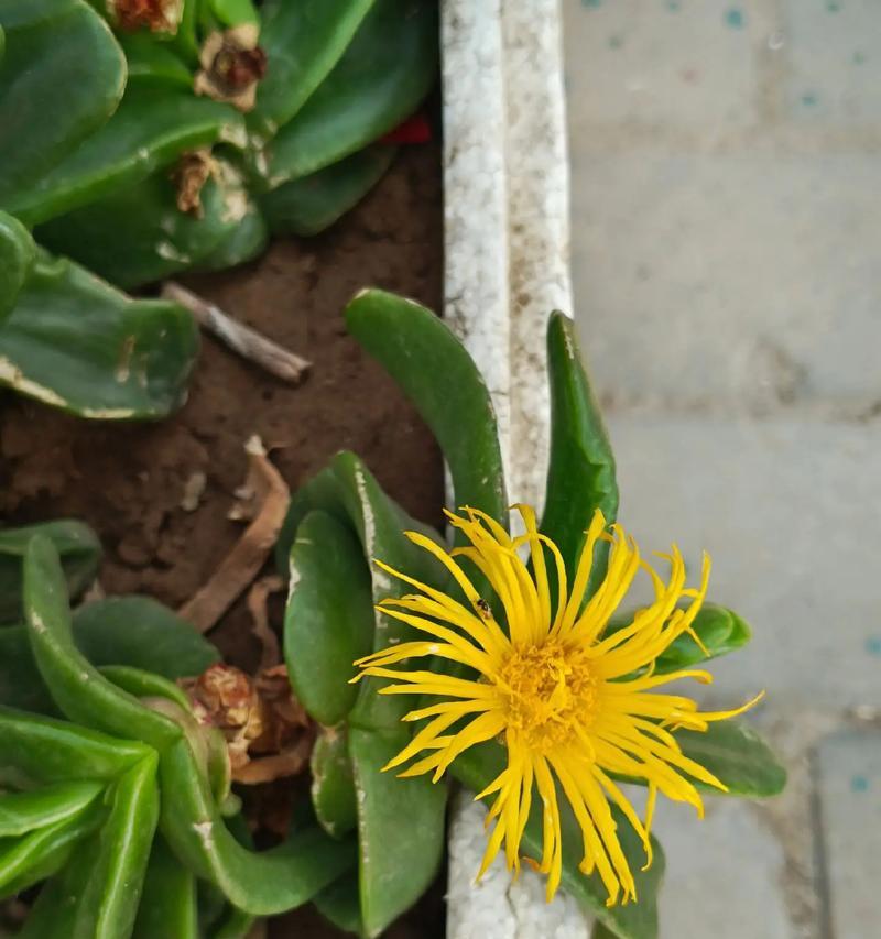 花卉简介在网络用语中是什么意思？花卉简介通常指什么？