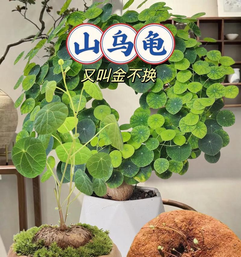 龟缸适合哪些植物？