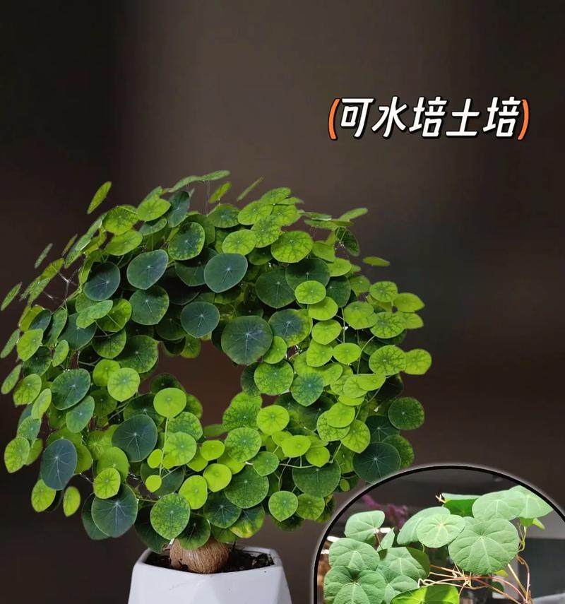 龟缸适合哪些植物？