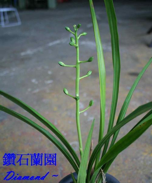 兰花和文竹的寓意是什么含义？送闺蜜白玫瑰茉莉花束什么意思？