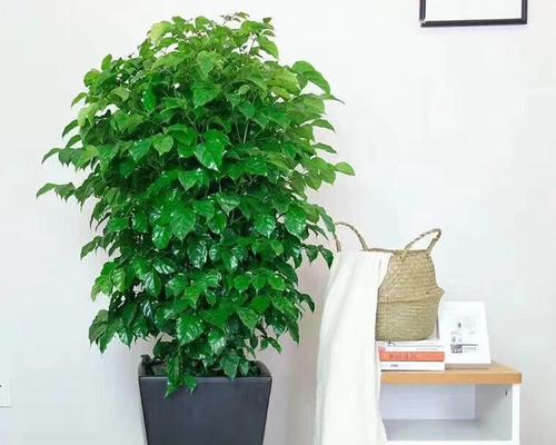 乔迁之喜适合送哪种盆栽？