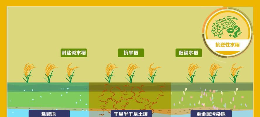 晒水稻正确方法是什么意思？如何正确晒水稻以保证质量？