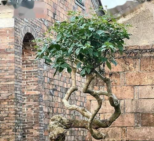 花卉牵引铁丝如何帮助植物生长？