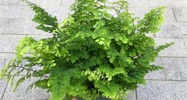 花卉牵引铁丝如何帮助植物生长？